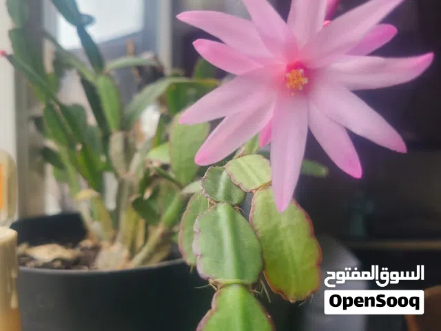 gardening tools and equipment