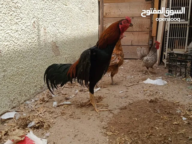 Pakistani chickens for sale and exchange