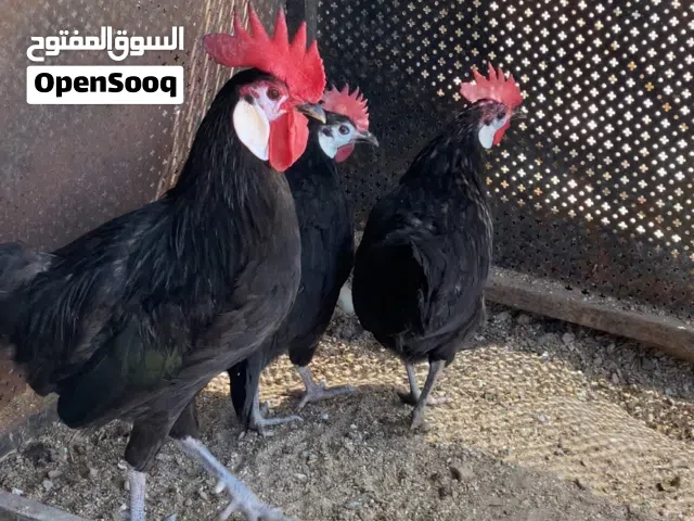 طقم دجاج مهرج الاسباني