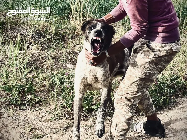 كلب شرس علئ حيونات وقطعه عاليه