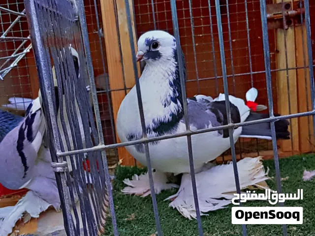 كوبيه تربيطه هزاز