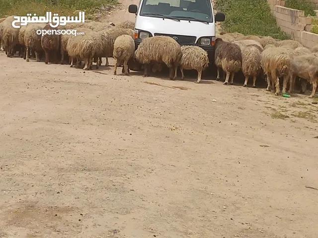 ارض للبيع سيارات دراجات اي اشي مشان الله بدي اشتغل