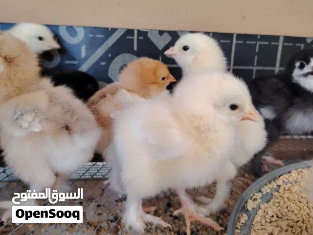 صيصان براهما بف جامبو بزره عملاقه