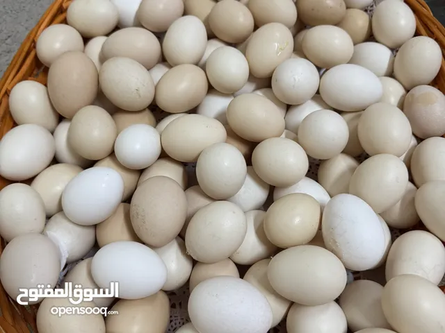 بيض محلي ممتاز فرش