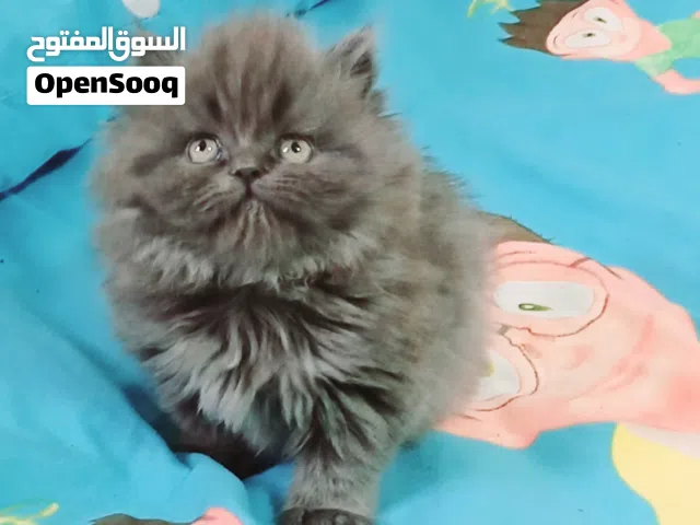 female &male British long hair 50 day used litter box