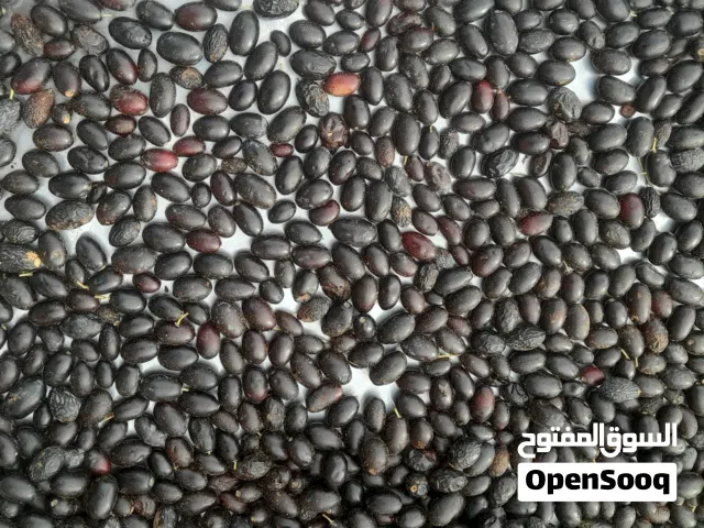 حب زيتون نئ