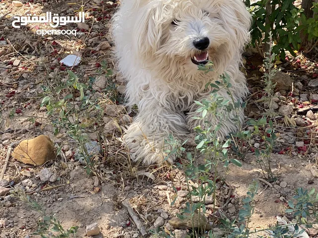 كلب فرنسي ذكر أليف جداً للبيع