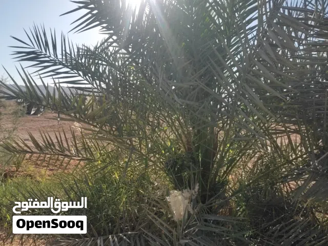 Farm Land for Sale in South Sinai Tor Sinai