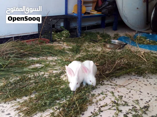 أرانب مشاءالله تبارك الرحمن إلي بربي يقرب جاي نظافة وتحصل إلي تبيه عمر شهر شهرين سنة مالطي عربي