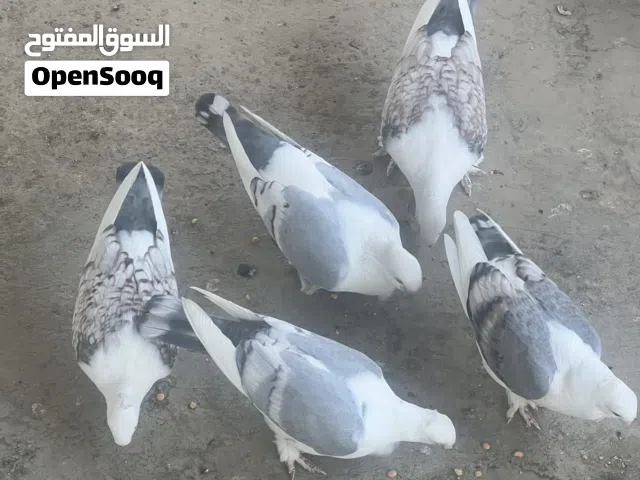 للبيع 3 ازواج الاج وحب الرمان مخاليف كلهن اقرة الوصف