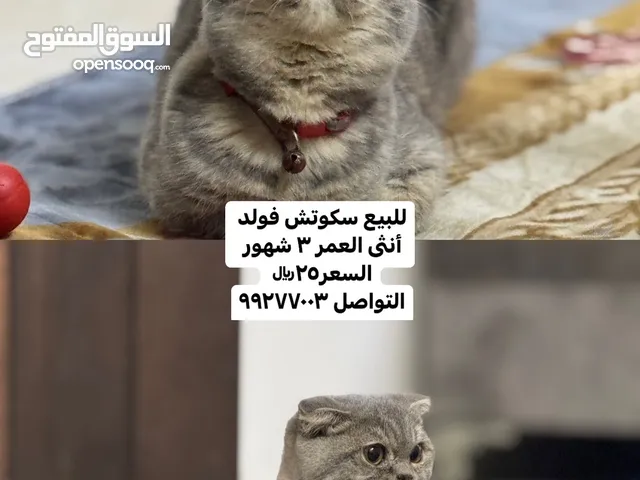 كلشي مكتوب فصوره متعوده علتر بوكس