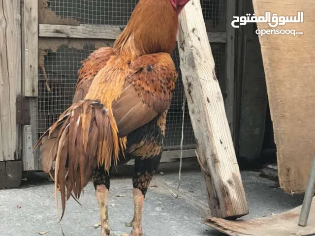 السلام عليكم مطلوب دجاج عرب للبيع العده يراسلني اكون الا ممنون