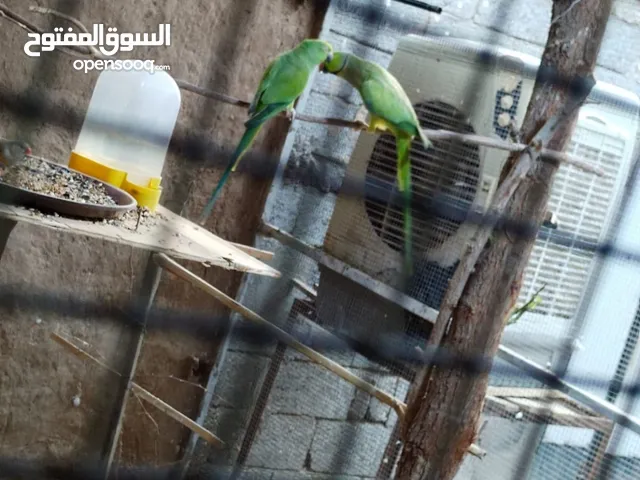 بغباء دره هندي مزاويج وجاهزه تريد تبيض اصليات