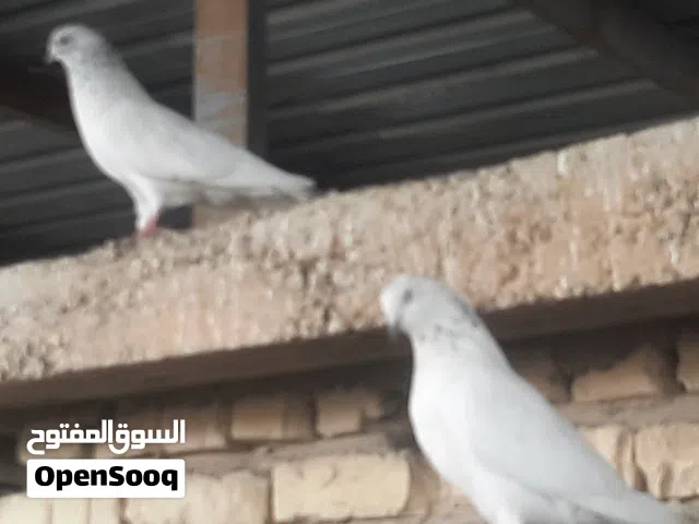 طيور حمام للبيع