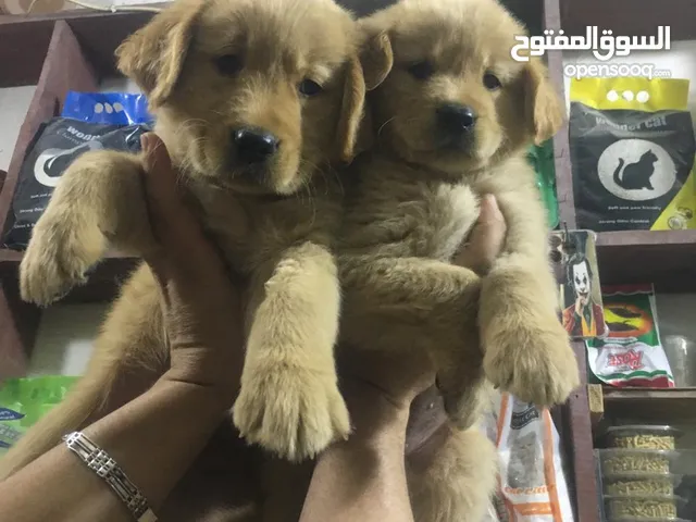 جولدن بيور