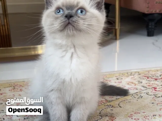 قطه ذكر هملايا