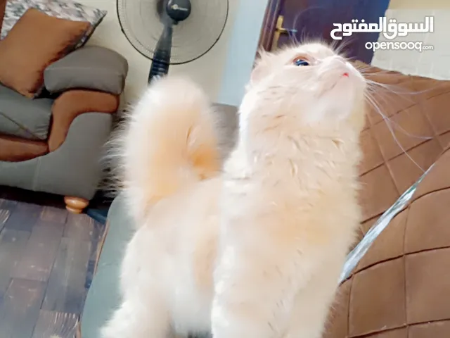 سكوتش فولد ny14