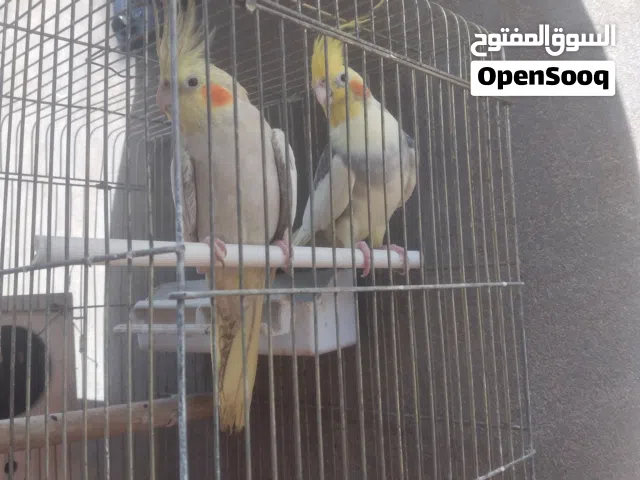 كوبية كوكتيل مصوقرة