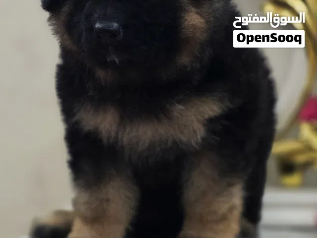 جراء جيرمن شولاين مستوى عالي جدا