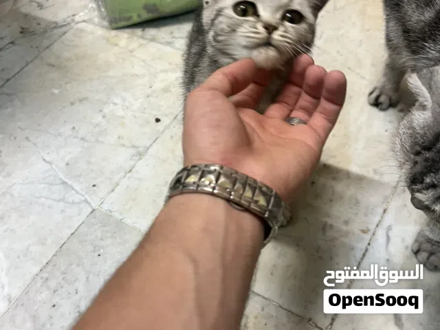 قطة و بنتها للتبني. الام هاديه جدا وبنتها صغيره لعوبه جدا الام فولد