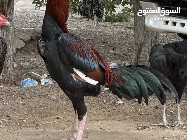 دجاج باكستاني اصيل بيور