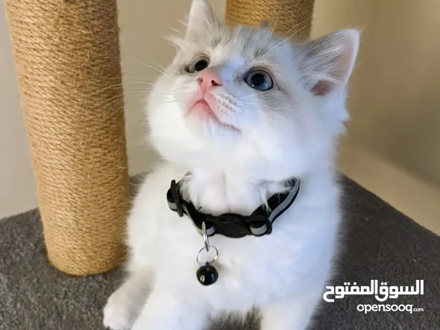 Lovely Ragdoll Kittens for sale to a loving family