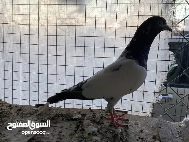 للبيع حمام ذكر باكستاني