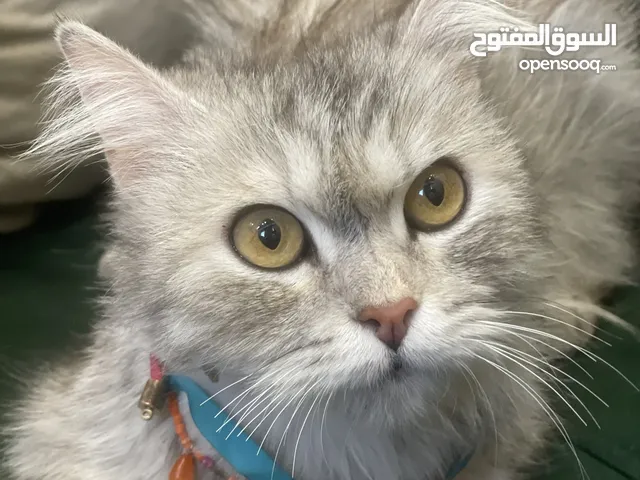 مستعجل بسه للبيع