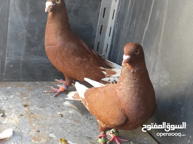 3 جواز على 25 دينار حمام للبيع