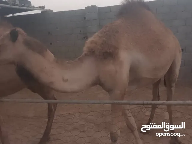 قعدان للبيع