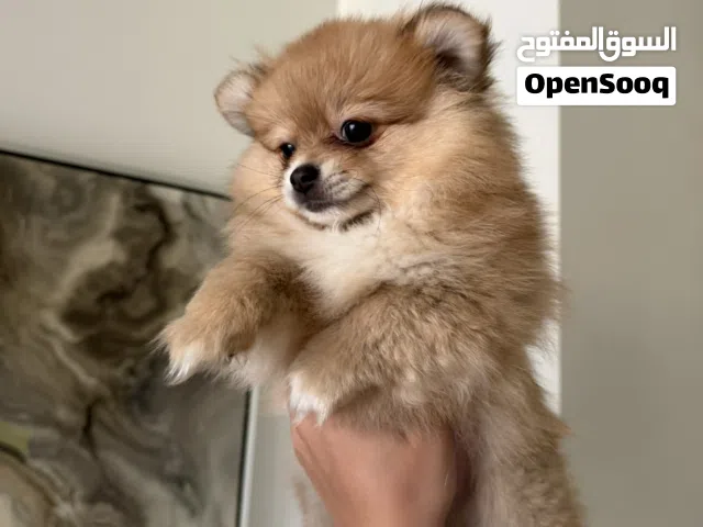 Pure pamorenian dog