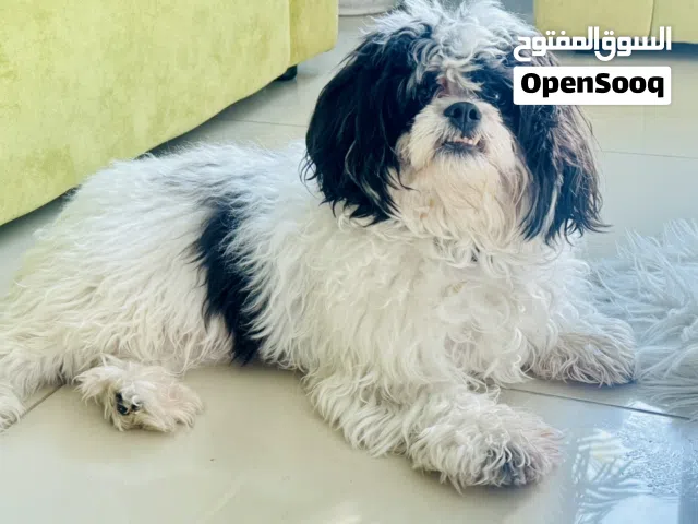 9 months old Shihtzu/Oreo
