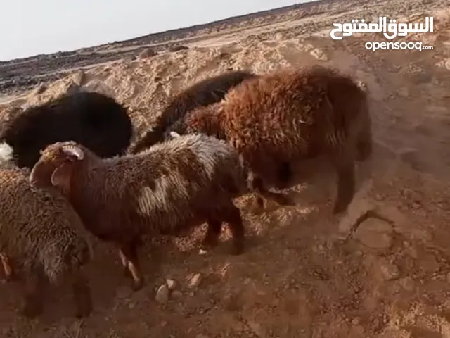 خرفان أضاحي " خروف بلدي " الغنم اوزان مختلفه