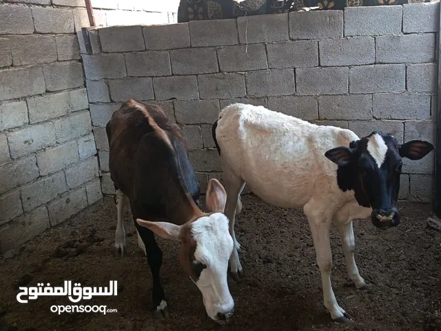 بجاير عدد 2 العمر سنه ونص تقريبا السعر 300000