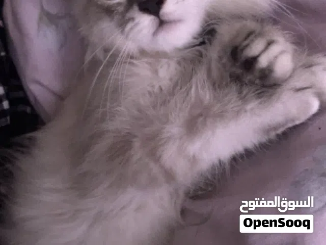 قطة شيرازي
