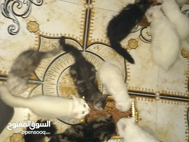 قطط البيع الجادين فقط