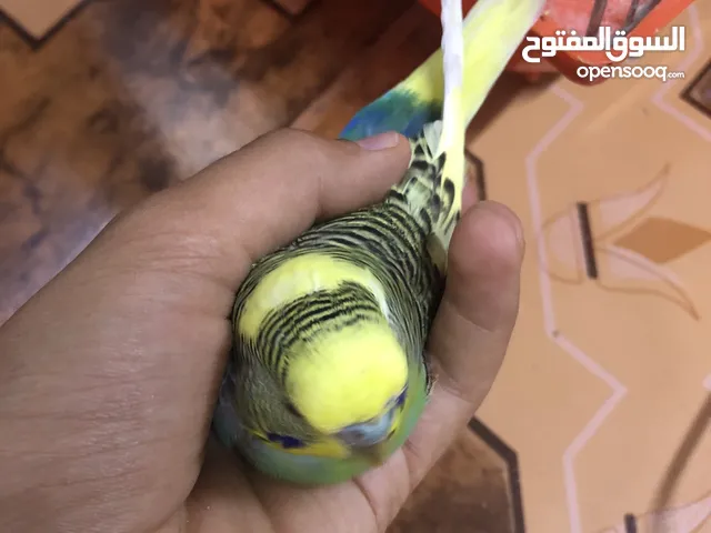 فحل حب شبه الف سعر مغري جدااا