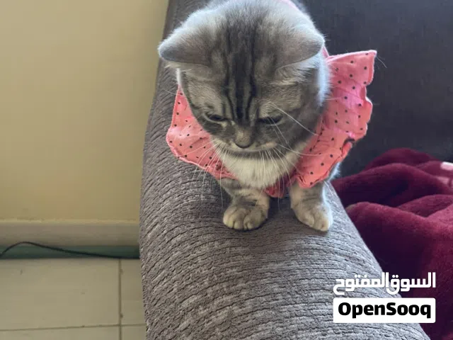 منشكن انثى ماربل بلو  طالبة تزاوج Munchkin marble blue Female She is very cool and she is in-heat