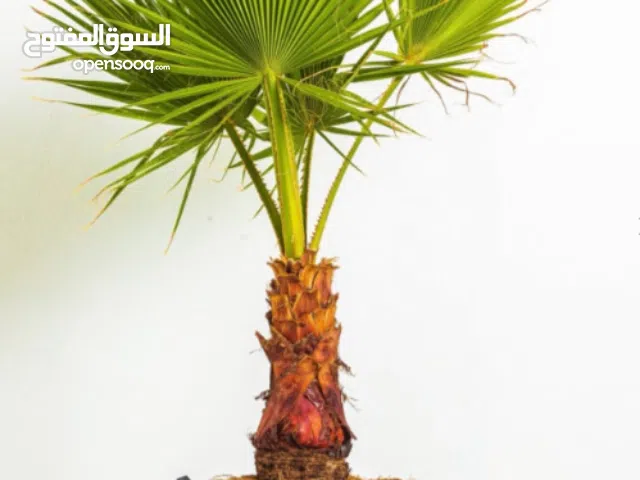 للبيع اشجار واشنطونيا بسعر مناسب مع التوصيل