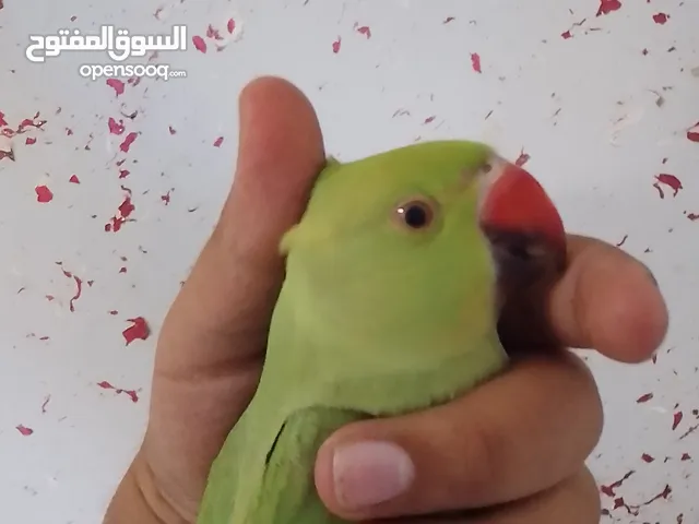فرخ دره أليف ما بعض بس عندو خوفه