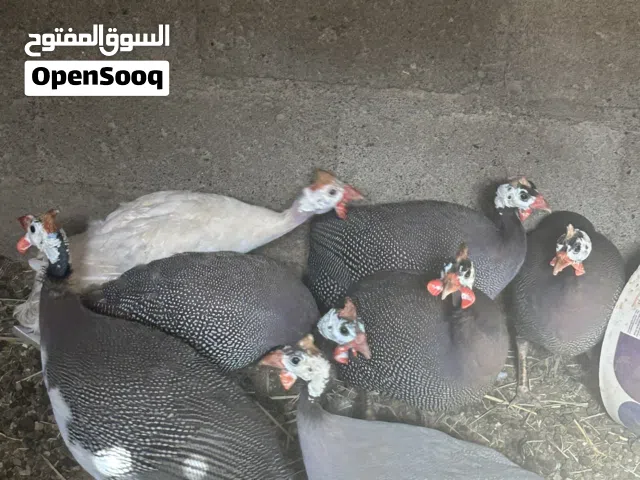 للبيع دجاج الحبشي بياض