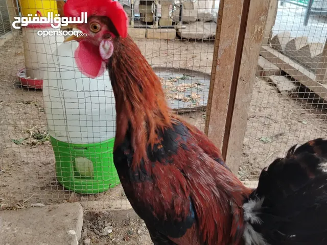 ديج شمسي للبيع بسعر مناسب وبي مجال