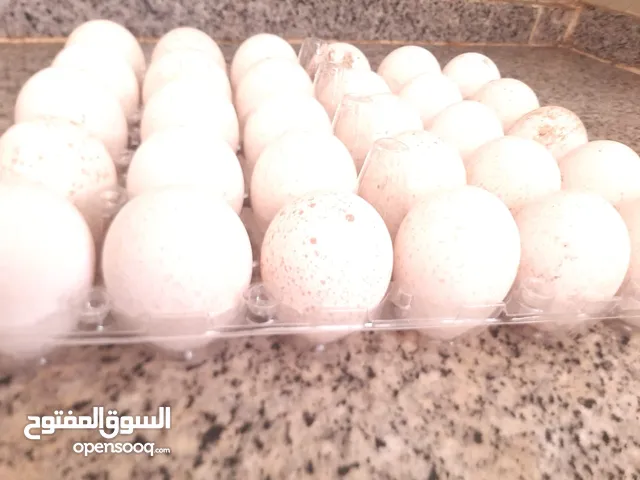 بيض عماني مهجن مخصب جاهز للتفقيس