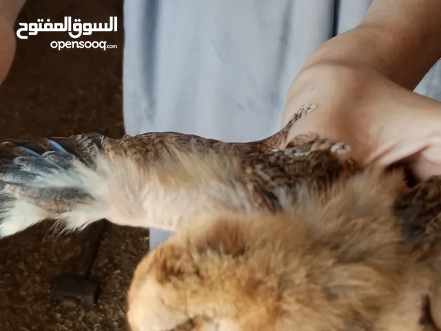 كتاكيت فرنسيه البيع