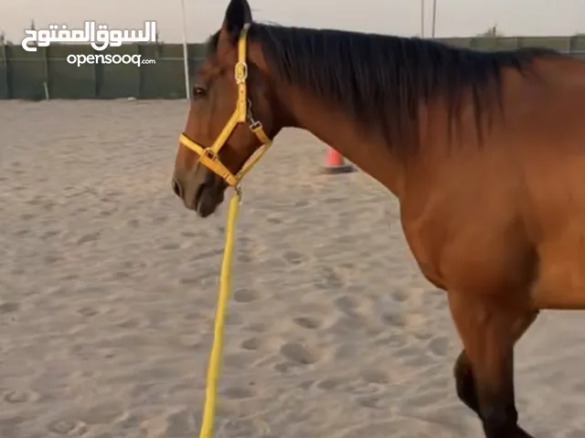 للبيع خيل انقليزي