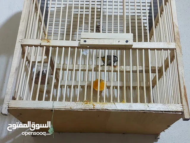 بلبل صيد للبيع معه القفص جديد  السعر