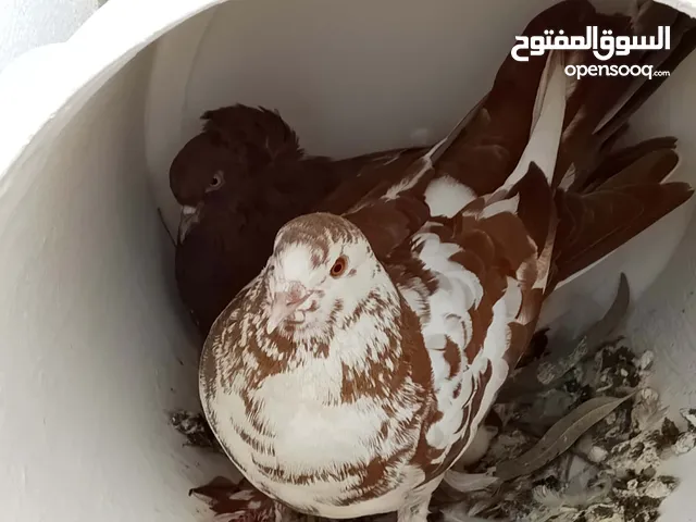 جوز حمام بنغالي frisé و قروي و معهم ابنهم