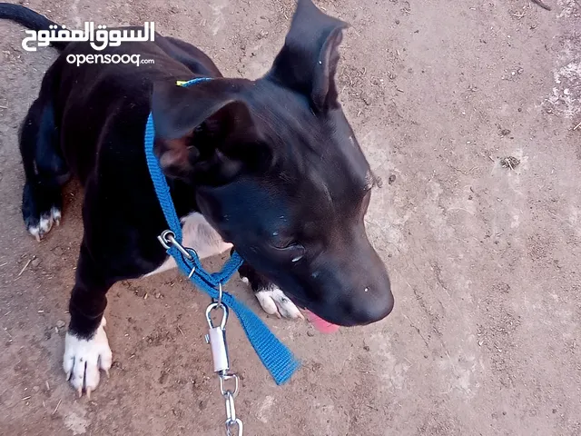 كلب البيع باسرع وقته