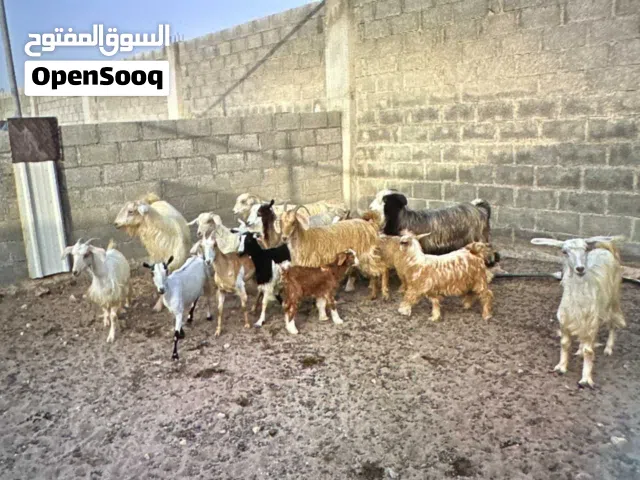 بيع اغنام محلية