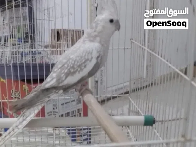 انتى كوكتيل ازبيل فرنساوي طفرة